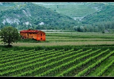 Vineyard - Winnica