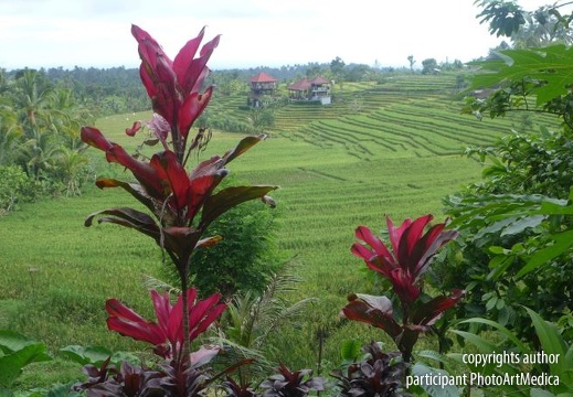 Widok na pola Bali - View of Bali fields