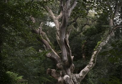 Kornwalijskie drzewo - Cornish tree