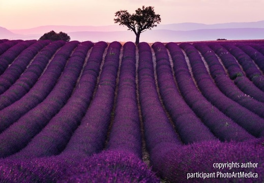 Pole lawendy - Lavender field