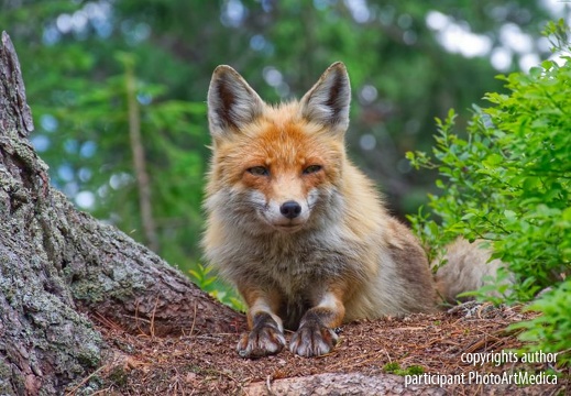 The lying fox - Leżący lis