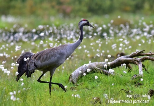 Żuraw - Crane