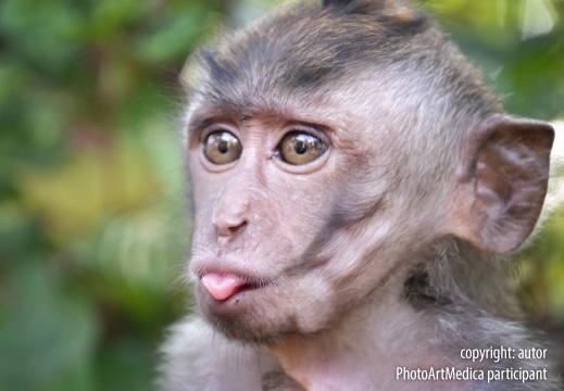 Makak - Macaque