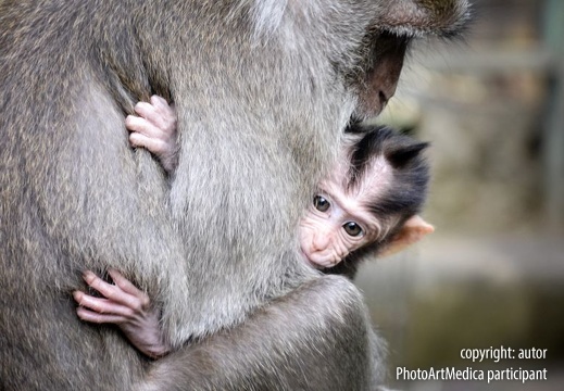 Młody makak - Younng macaque