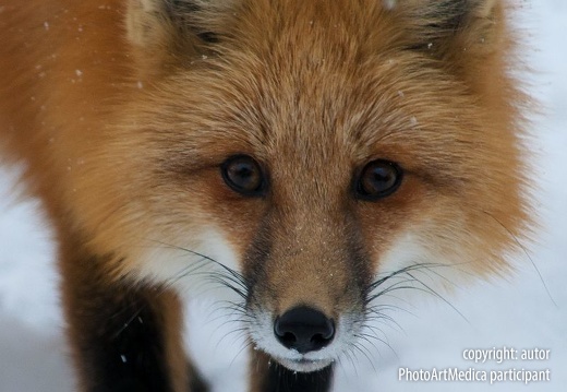 Foxs visit - Wizyta lisa