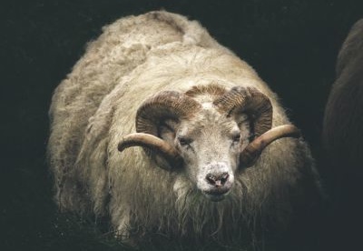 Icelandic sheep - Isalndzka owca