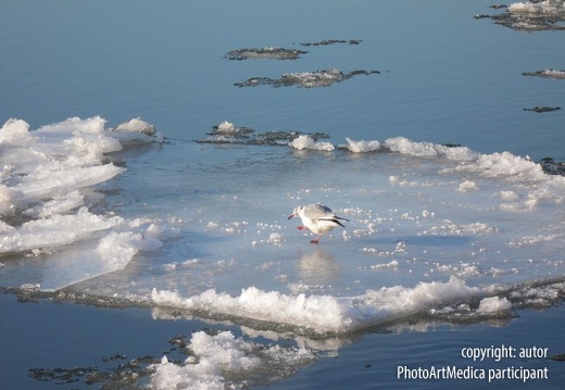 Seagull on ice - Mewa na lodzie