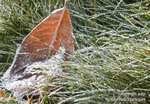 Ice leaf - Lodowy liść