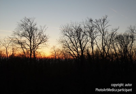 Trees at sunrise - Drzewa o wschodzie słońca