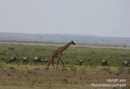 Żyrafa Massai Mara Kenia - Giraffe Massai Mara Kenya