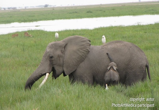 Słonica, słoniątko i ptaki Serengeti Massai Mara - Elephant, small elephant and birds Serengeti Massai Mara