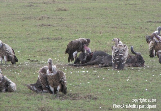 Podwieczorek sępów Masai Mara - Masai Mara vultures afternoon tea