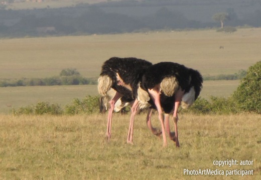 Strusie Massai Mara - Masai Mara ostriches