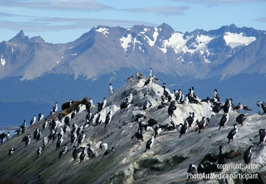 Pingwiny Ameryka Południowa - Penguins South America