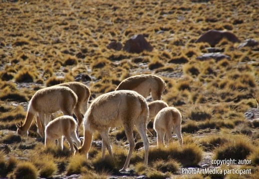 Pustynia Atakama  Atacama Desert