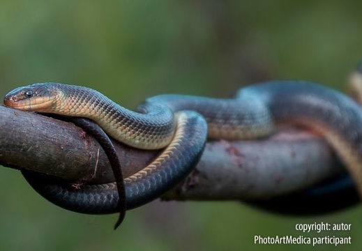 Wąż Eskulapa,Dolina Sanu,Bieszczady - Aesculapian snake, San Valley, Bieszczady Mountains