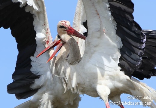 Walczace bociany - Fighting Storks
