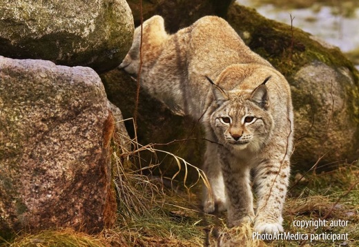 Polowanie-ryś  Hunting-lynx
