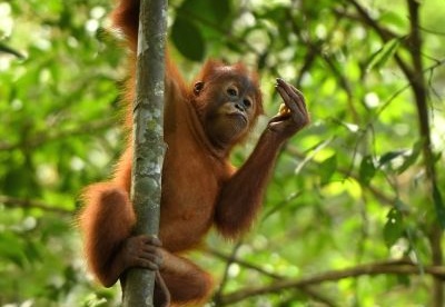 Smutek ostatnich orangutanów z Sumatry - Last Sumatra orangutans sadness