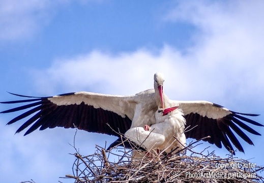 Bociany - Storks