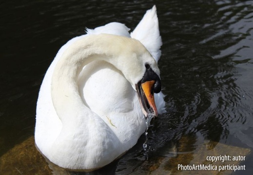 The dropper swan
