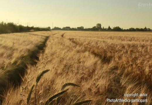 Wheat field - Pole pszenicy