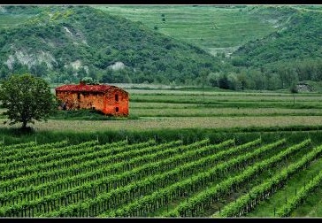 Vineyards - Winnice