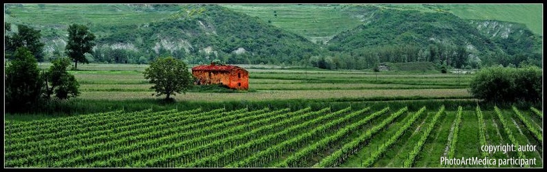 l1-leonid-goldin-vineyards-il_1728.jpg