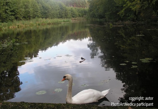 Dolina rzeki Bukowki rezerwat przyrodniczy z łabędziem - Bukowki River Valley nature reserve with a swan