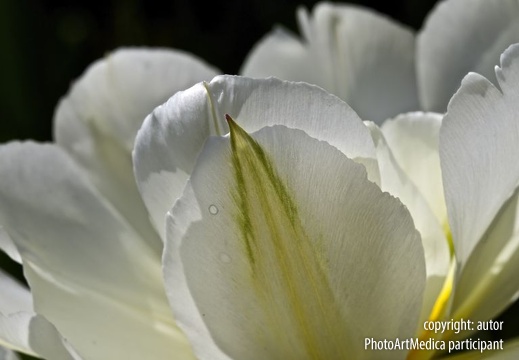 Biały tulipan - White tulip