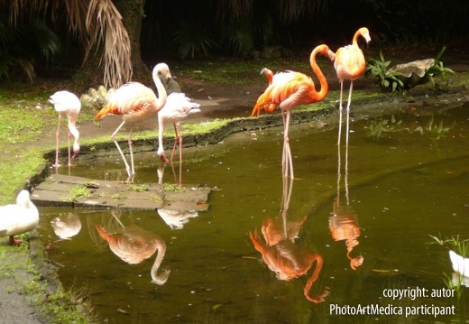 Lustrzane flamingi - Mirror flamingos