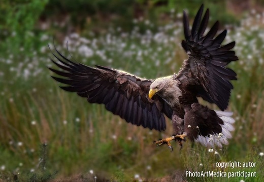 Polskie orły bielik-atak - Polish white-tailed eagles-attack