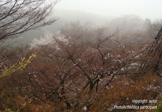 Początek sakury w Japonii - The beginning of sakura in Japan