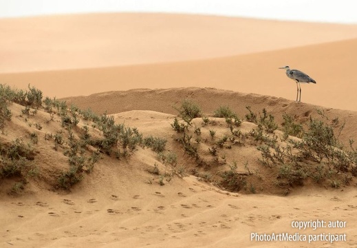Heron on the Namib desert - Czapla na pustyni Namib