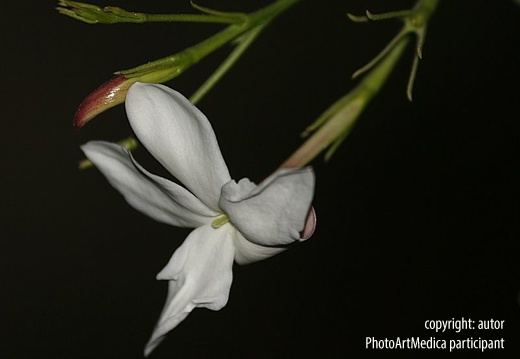 The brilliant jasmine flower - Olśniewający kwiat jaśminu