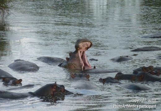 Hippo yawn - Ziewanie hipopotama