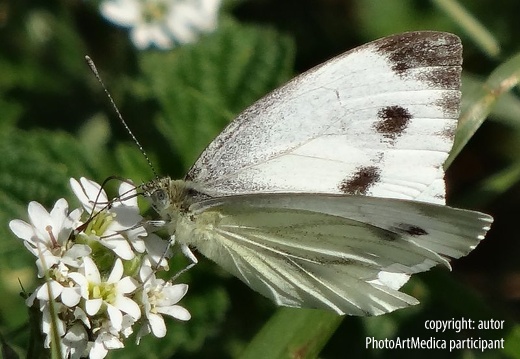 Motyl - Butterfly