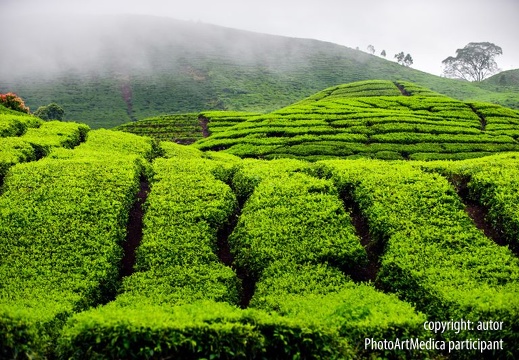 Plantacja herbaty - Tea plantation