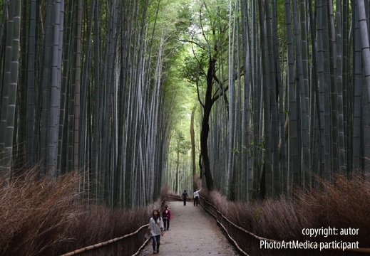 Las bambusowy - Bamboo Forest