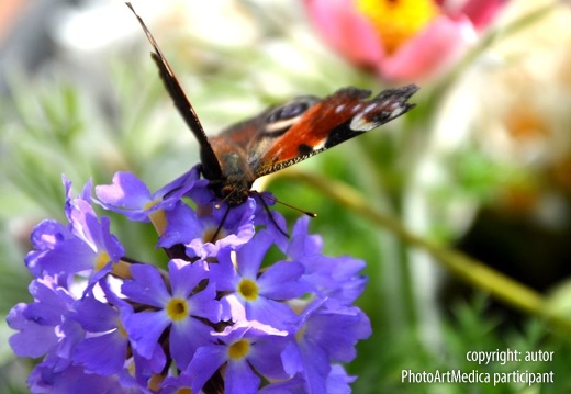 Butterfly - Motyl