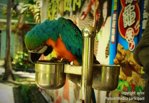 Talking Taiwanese parrot - Mówiąca tajwańska papuga