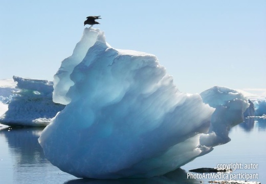 Antarctic skua - Wydrzyk antarktyczny