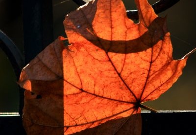Autumn light - Jesienne światło