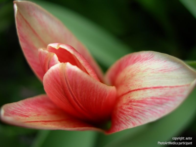 tw3-dominikawojcik-tulipan-pl_596.jpg
