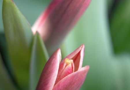 Tulipany - Tulips