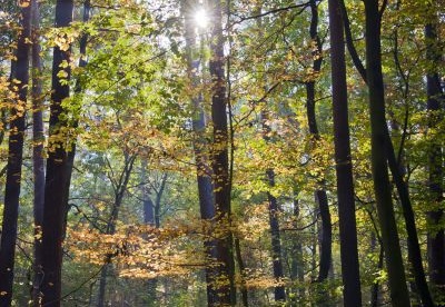 Ostatni jesienny promień słońca - Last autumn ray of sunshine
