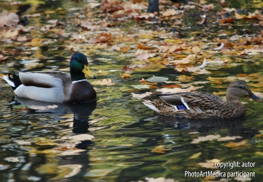 dJesienne kaczki - Autumn Ducks