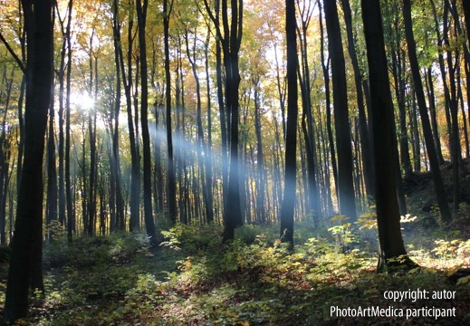 Las w słońcu - A forest in the sun