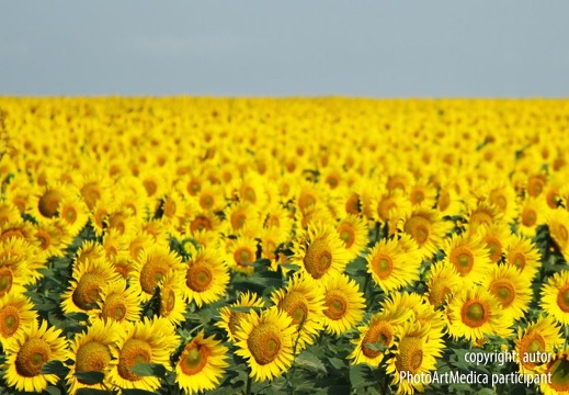 Pola słoneczników południowa Rumunia - Sunflower fields of southern Romania