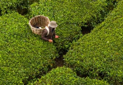 Pola herbaciane - Tea fields
